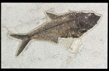 Diplomystus Fossil Fish - Green River Formation #51262-1